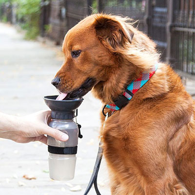 Dog Bowl Water Bottle | 21 Clever Gift Ideas for Campers & Hikers (BEST Outdoor gifts Ever!)